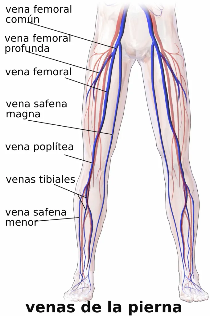 Sơ đồ hệ tĩnh mạch chi dưới và vị trí các van tĩnh mạch